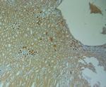 Connexin 40 Antibody in Immunohistochemistry (Paraffin) (IHC (P))