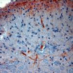 CGRP Antibody in Immunohistochemistry (Paraffin) (IHC (P))