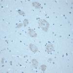 CNTNAP2 Antibody in Immunohistochemistry (Paraffin) (IHC (P))