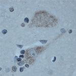CNTNAP2 Antibody in Immunohistochemistry (Paraffin) (IHC (P))