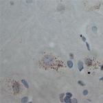 Cullin 5 Antibody in Immunohistochemistry (Paraffin) (IHC (P))