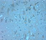 Contactin 2 Antibody in Immunohistochemistry (Paraffin) (IHC (P))