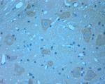 Contactin 2 Antibody in Immunohistochemistry (Paraffin) (IHC (P))