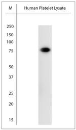 CD36 Antibody in Western Blot (WB)