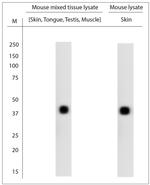 CXCR2 Antibody in Western Blot (WB)