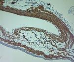 SAP97 Antibody in Immunohistochemistry (Paraffin) (IHC (P))