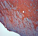 SLC1A2 Antibody in Immunohistochemistry (Paraffin) (IHC (P))