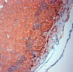 SLC1A2 Antibody in Immunohistochemistry (Paraffin) (IHC (P))