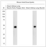 Bif-1 Antibody in Western Blot (WB)