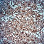 Fibrillarin Antibody in Immunohistochemistry (Paraffin) (IHC (P))