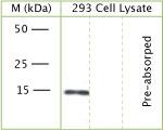 GABARAP Antibody in Western Blot (WB)