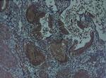 FGF2 Antibody in Immunohistochemistry (Paraffin) (IHC (P))