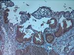 FGF2 Antibody in Immunohistochemistry (Paraffin) (IHC (P))