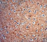 GAD65, 67 Antibody in Immunohistochemistry (Paraffin) (IHC (P))