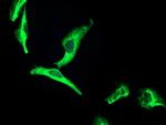 OSGEP Antibody in Immunocytochemistry (ICC/IF)