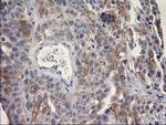 OSGEP Antibody in Immunohistochemistry (Paraffin) (IHC (P))