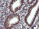 OSGEP Antibody in Immunohistochemistry (Paraffin) (IHC (P))