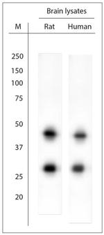 HOMER1 Antibody in Western Blot (WB)