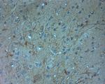 HOMER2 Antibody in Immunohistochemistry (Paraffin) (IHC (P))