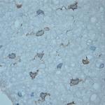 HPCA Antibody in Immunohistochemistry (Paraffin) (IHC (P))