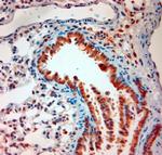 MPR 300 Antibody in Immunohistochemistry (Paraffin) (IHC (P))