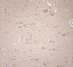 KCNA3 Antibody in Immunohistochemistry (Paraffin) (IHC (P))