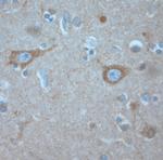 KCNA3 Antibody in Immunohistochemistry (Paraffin) (IHC (P))