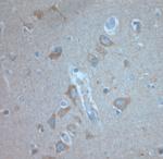 KCNA3 Antibody in Immunohistochemistry (Paraffin) (IHC (P))