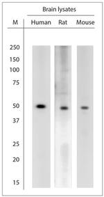 KCNA3 Antibody in Western Blot (WB)