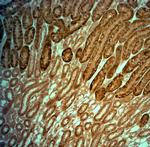 KCNJ10 Antibody in Immunohistochemistry (Paraffin) (IHC (P))