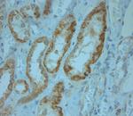 KCNJ13 Antibody in Immunohistochemistry (Paraffin) (IHC (P))