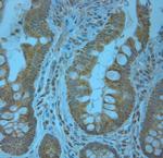 KCNJ13 Antibody in Immunohistochemistry (Paraffin) (IHC (P))