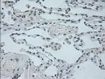 OSM Antibody in Immunohistochemistry (Paraffin) (IHC (P))