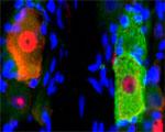 p75NTR Antibody in Immunohistochemistry (IHC)