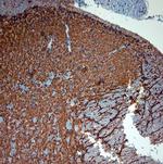 MAP2 Antibody in Immunohistochemistry (Paraffin) (IHC (P))