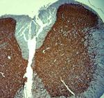 MAP2 Antibody in Immunohistochemistry (Paraffin) (IHC (P))