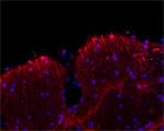 MAP2 Antibody in Immunohistochemistry (IHC)