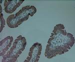 Mitofusin 1 Antibody in Immunohistochemistry (Paraffin) (IHC (P))