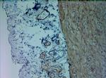 Mitofusin 1 Antibody in Immunohistochemistry (Paraffin) (IHC (P))