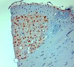 Mortalin Antibody in Immunohistochemistry (Paraffin) (IHC (P))