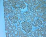 MPP1 Antibody in Immunohistochemistry (Paraffin) (IHC (P))