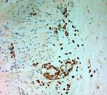 MPO Antibody in Immunohistochemistry (Paraffin) (IHC (P))