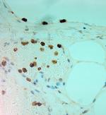 MPO Antibody in Immunohistochemistry (Paraffin) (IHC (P))