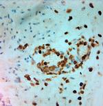 MPO Antibody in Immunohistochemistry (Paraffin) (IHC (P))