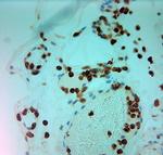 MPO Antibody in Immunohistochemistry (Paraffin) (IHC (P))