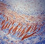 MBP Antibody in Immunohistochemistry (Paraffin) (IHC (P))