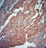 MBP Antibody in Immunohistochemistry (Paraffin) (IHC (P))