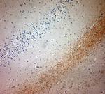 MBP Antibody in Immunohistochemistry (Paraffin) (IHC (P))