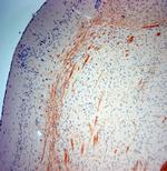 MBP Antibody in Immunohistochemistry (Paraffin) (IHC (P))