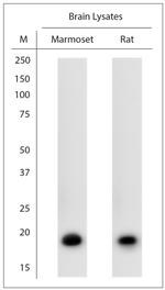 MBP Antibody in Western Blot (WB)